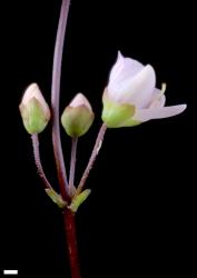 Veronica decora. Part of inflorescence showing basal trio of flowers. Scale = 1 mm.
 Image: P.J. Garnock-Jones © P.J. Garnock-Jones CC-BY-NC 3.0 NZ